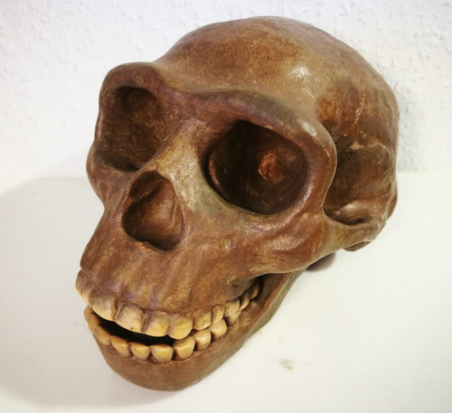 Somso modell von - modell, sinanthropus