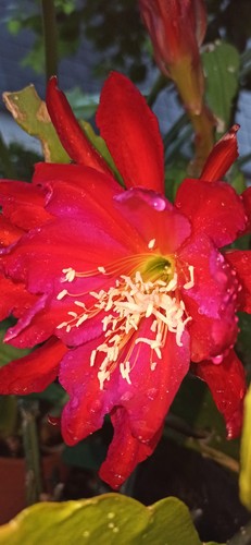Epiphyllum blattkakteen - epiphyllum,