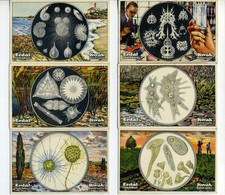 Erdal Kwak Sammelbilder Serie