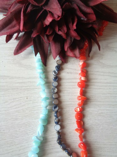 Shell trochidschale - shell,