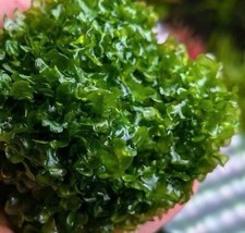 Süßwassertang Aquarium Garnelen Pflanzen