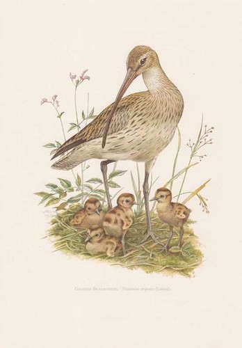 Grosser brachvogel numenius - grosser,
