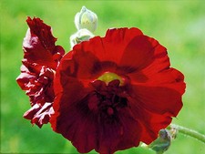 Fotografie auf Leinwand Leinwandbild - rote Stockrose - Gr. 30 x 40 cm