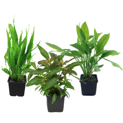Mutterpflanzen set mit - set, 3