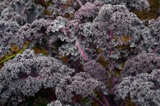 Grünkohl "Hoher roter