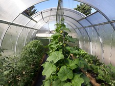 Stabiles Tunnel Gewächshaus