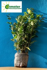 10 Stück XXL Topfpflanzen