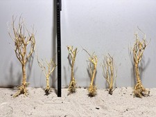 Bonsai Bäumchen, Aquariumwurzel ähnlich Moorwurzel, Mangrove #1224 SET 6 Stück