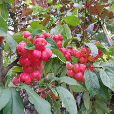 Zierapfel `Red Sentinel´, Malus, 60-100cm im 5L-Topf