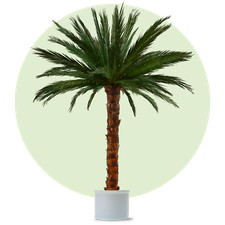Dekopalme - echte Palmwedel
