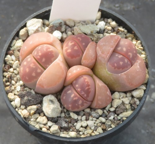 Lithops olivacea nebrownii - olivacea, v.