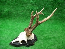 kapitaler 6er Rehbock Rehgehörn Rehgeweih Geweih Ö15 Gehörn Krickerl Rehkrone