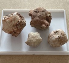 Neoplatycrinus dilatatus - ,