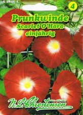 Prunkwinde 'Scarlet O'Hara