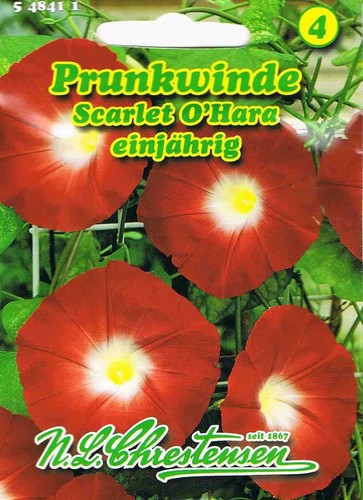Prunkwinde scarlet hara - prunkwinde, 'scarlet
