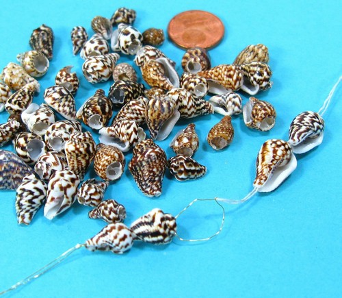Echte muscheln schnecken - 50,
