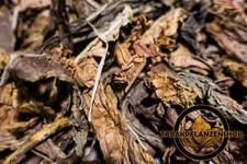 Tabakblätter '' It Burley Dark '' 1 Kg Premium Qualität (Tabak,Tabakpflanzen)