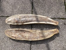 Fossil Fisch in 2 Hälften -