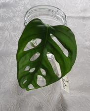 Monstera adansonii  Monkey Leaf  Ableger  bewurzelt - Jolina -
