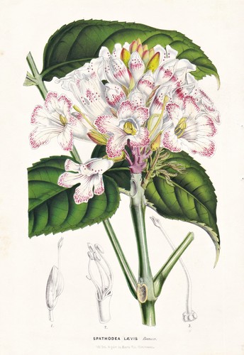 Spathodea laevis sierra leone - laevis,