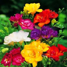 Zwiebel Blumenzwiebel