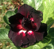 Wüstenrose - adenium obesum -