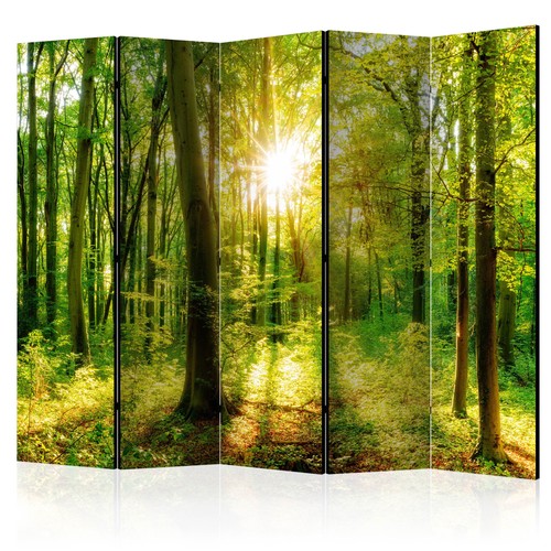 Wald natur sonne bäume - wald,