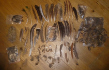 Feder Federn Konvolut zum