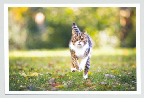 Postkarte katze pace - 1,
