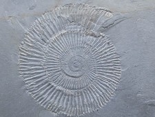 Fossilien Ammonit Jura