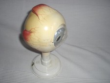 SOMSO Lehrmodell Auge   Somso  6 fach    weisser Standfuss Nr 1xy