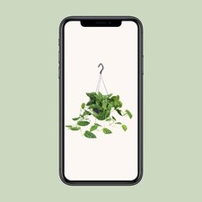 Scindapsus Pictus - hängende