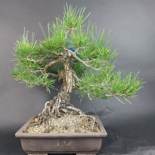 Bonsai schwarzkiefer pinus - -, schwarzkiefer,