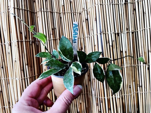 Rare hoya lacunosa asami albo - rare,