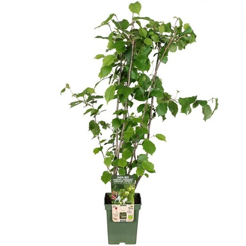 Haselnussstrauch corylus webbs - haselnussstrauch,