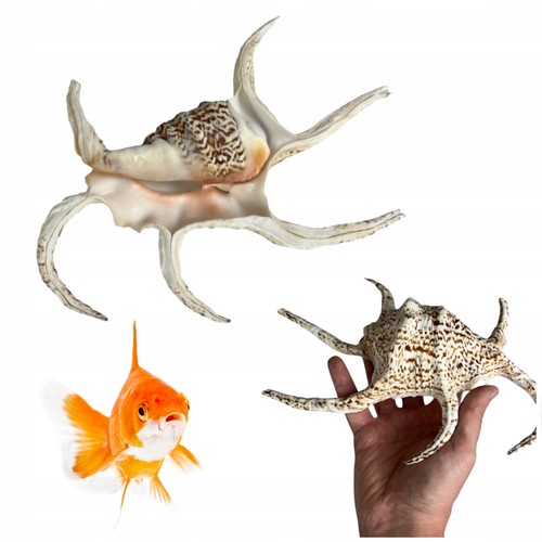 Aquarium lambis chiragra - aquarium,