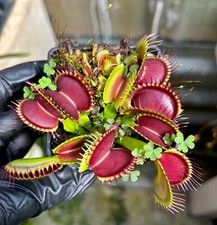 Dionaea muscipula ´Big RED´