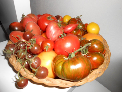 Tomatensamen bunte mischung - ",