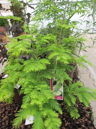 Metasequoia glyptostroboides