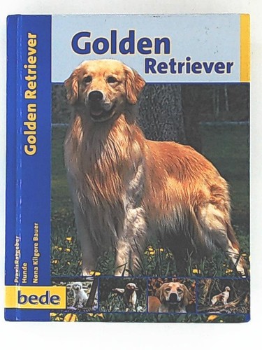 Golden retriever - golden,