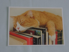 1x Postkarten schlafende Katze