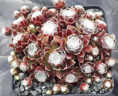 Sempervivum schwarze - sempervivum, "schwarze