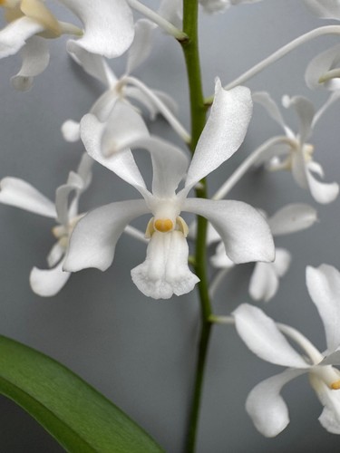 Vanda coerulescens alba - vanda, 'alba'