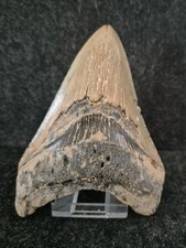 Riesiger Megalodon Zahn Fossil