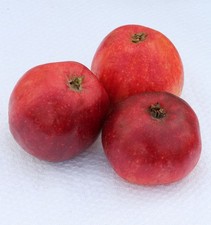 Apfelbaum Ostfriesischer