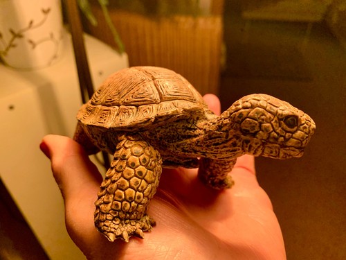 Schildkröte tortoise - schildkröte,