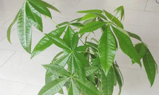 Glückskastanie - Pachira aquatica - Zimmer-Pflanze