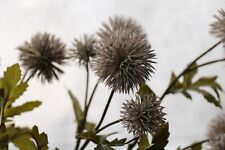 2 x Künstliche Distelzweige Deko Kunstblumen 55cm Disteln Zweige Dekoblumen