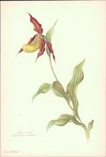 Frauenschuh - Cypripedium