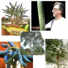 SAMEN winterharte Garten 5